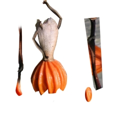Creation of Seed Dance: Step 6